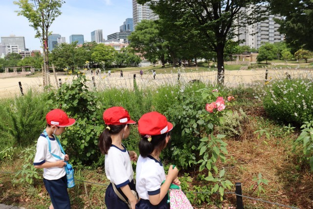 扇町公園の植物を観察２