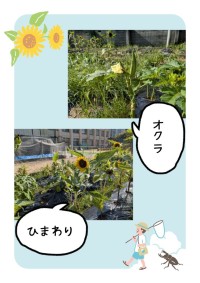 オクラとひまわり