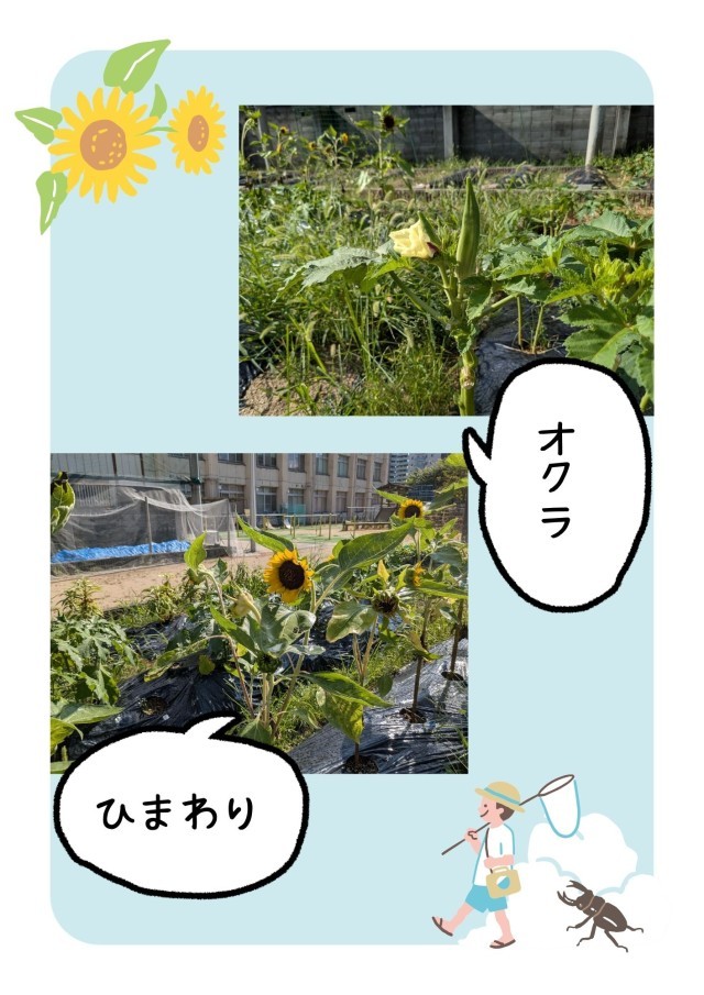 オクラとひまわり