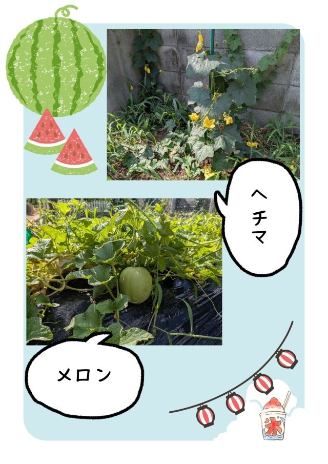 ヘチマとメロン