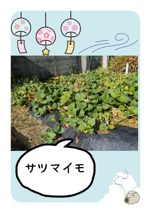 サツマイモ