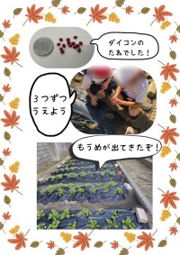 ダイコンのたねまき