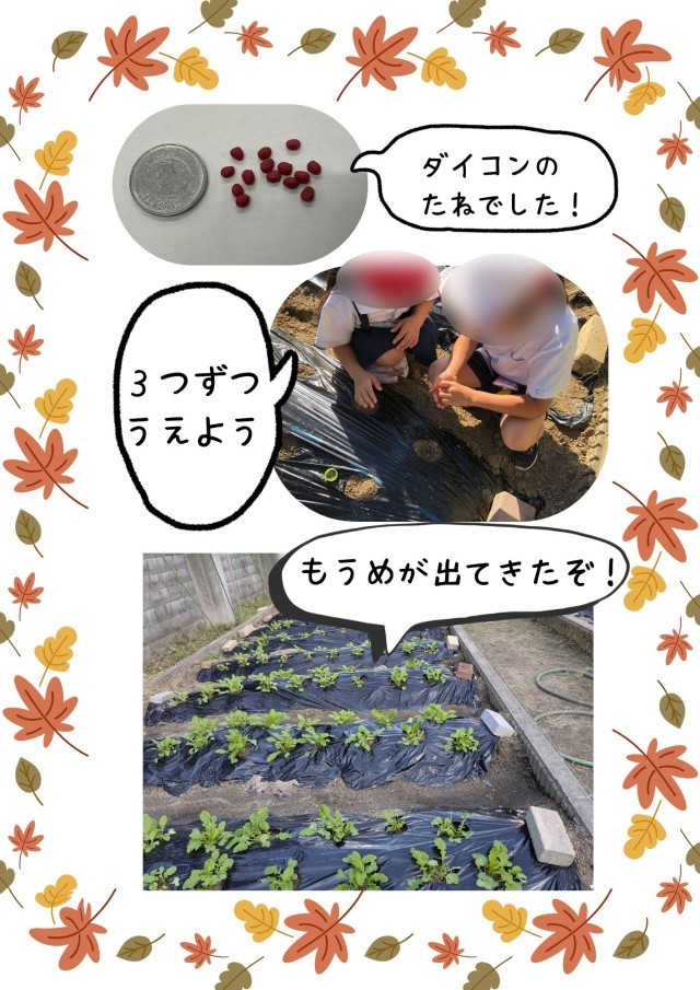 ダイコンのたねまき