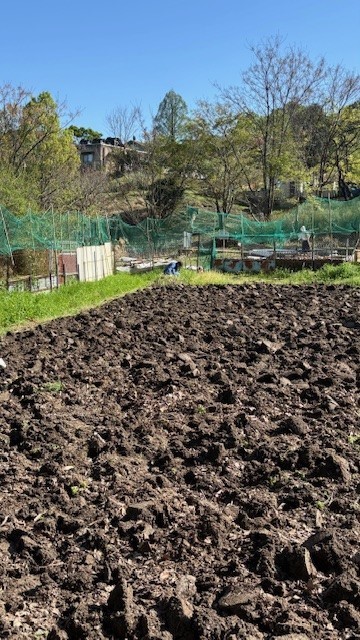 畑、全面を掘り起こした様子