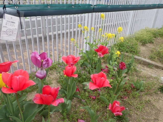 チューリップが満開！