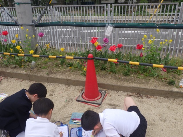 自分たちが育てたチューリップより少し大きいかな？