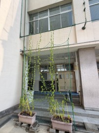 緑のカーテン