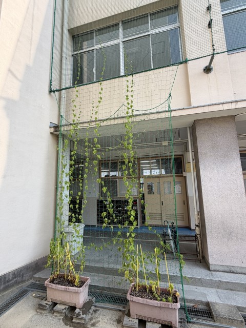 緑のカーテン