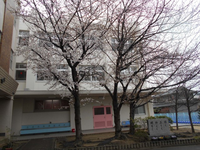 桜
