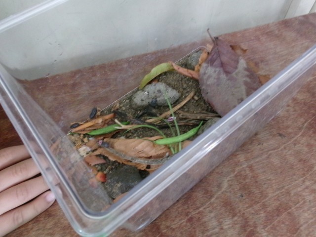 校庭で捕まえたダンゴムシ