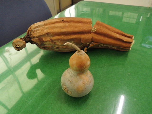 ヘチマとヒョウタンの実
