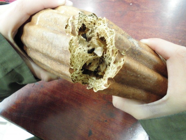 ヘチマの中の種