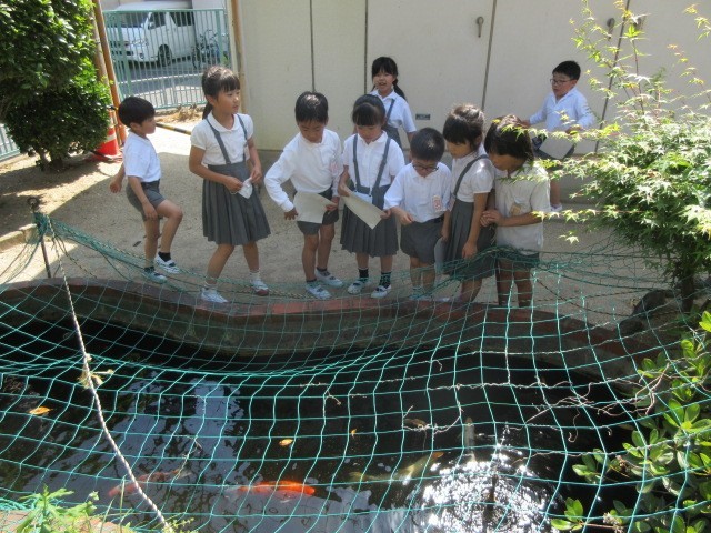 赤い鯉をさがそう！