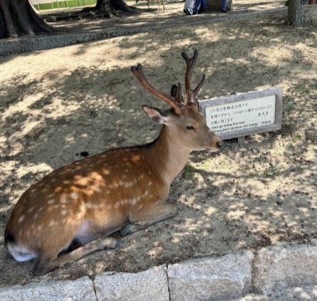 たくさんの鹿に出会って大はしゃぎ！