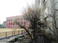 校庭の梅