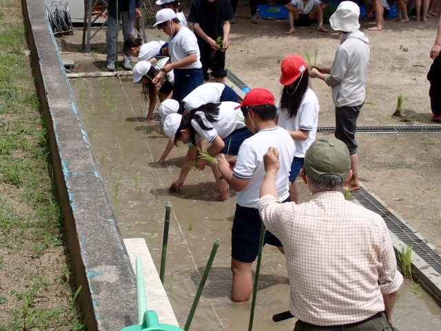 田植え