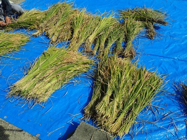 稲刈り
