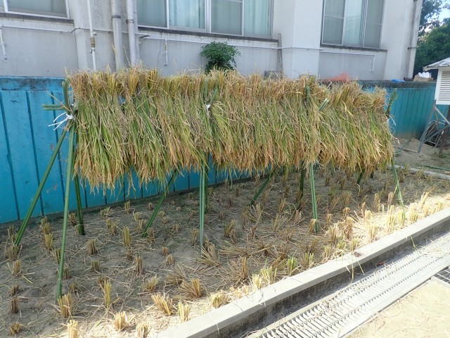 稲刈り
