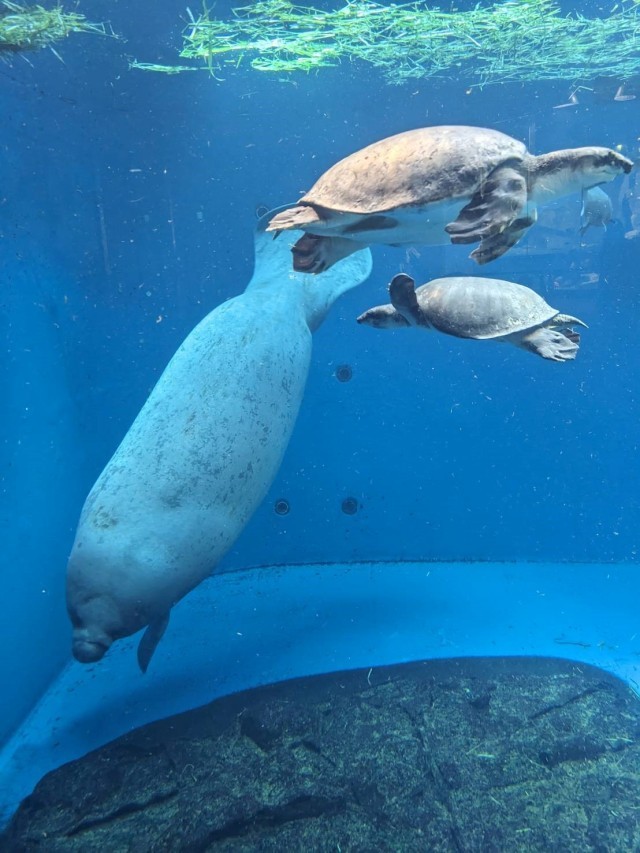 鳥羽水族館にて
