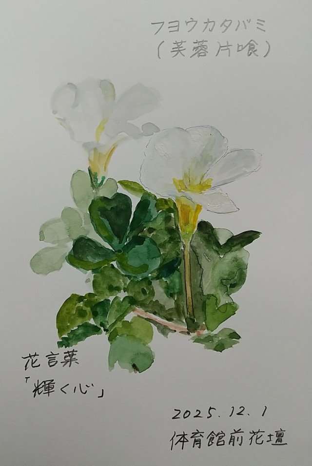 たくさんの種類があるカタバミの仲間ですが、フヨウカタバミの白花は、特に冬のこの時期に花を咲かせています。