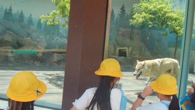 天王寺動物園でオオカミをみている子どもたち