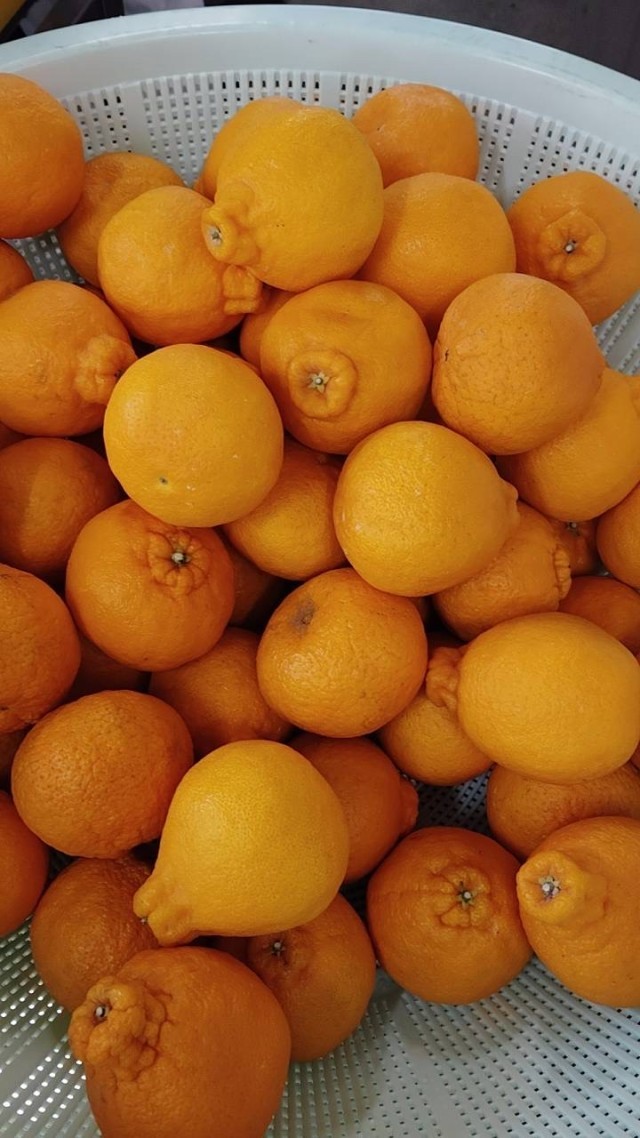 愛媛県産　デコポン