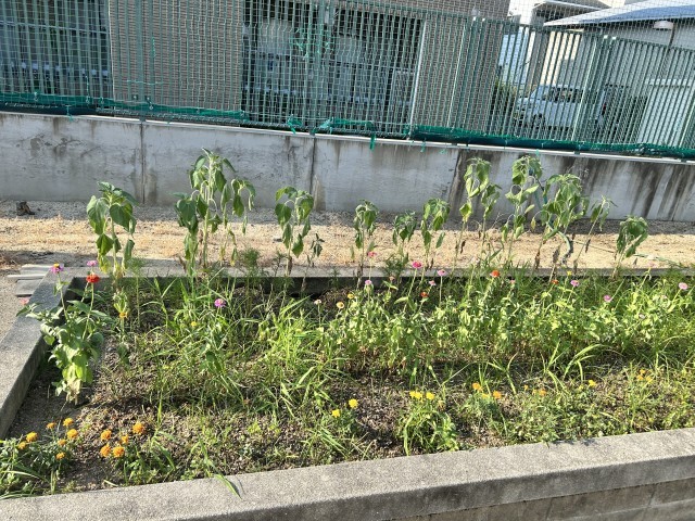 かだんのようす