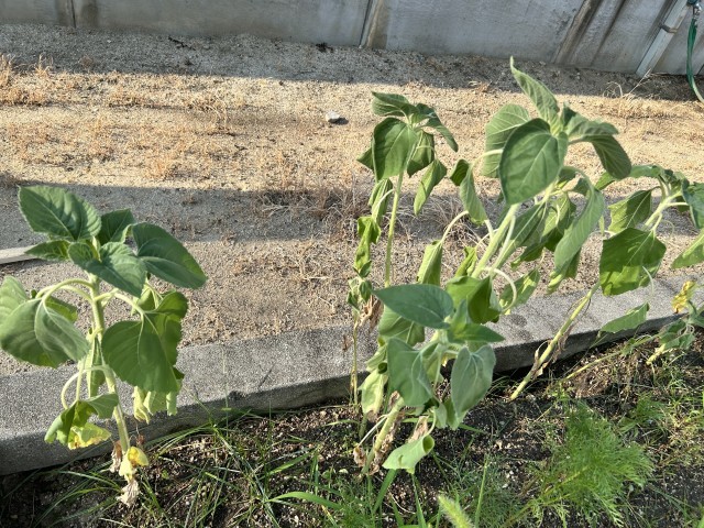 ひまわり