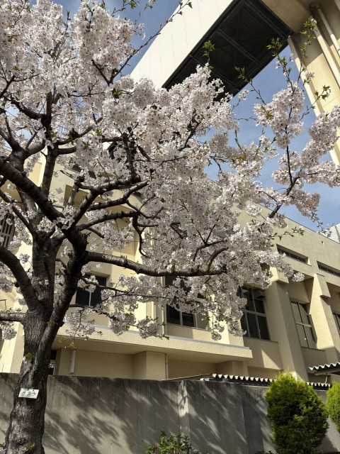 玄関の満開の桜