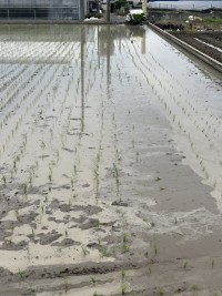手で植えました！