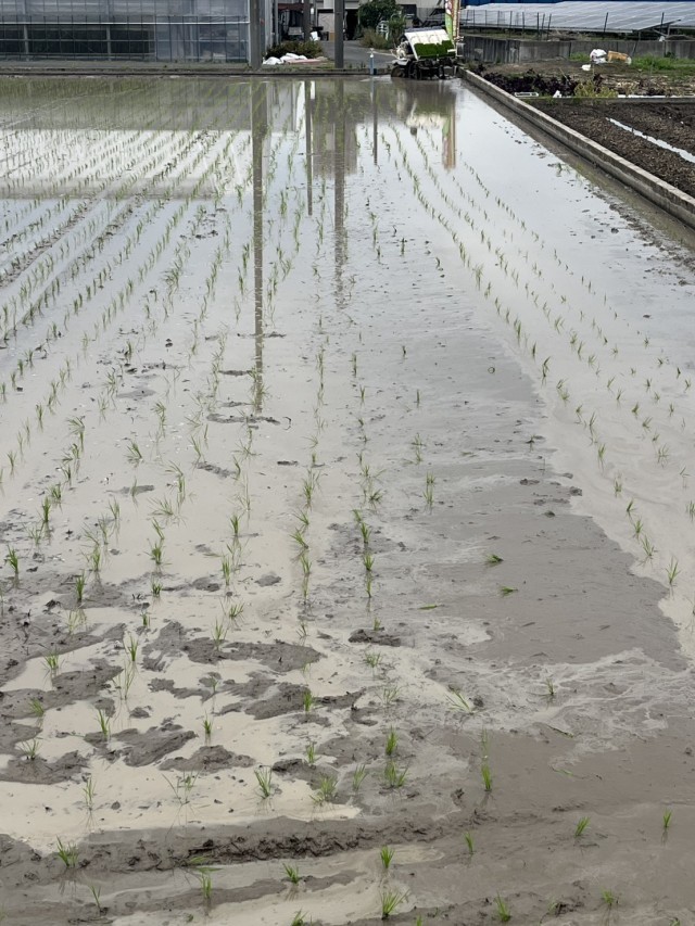 手で植えました！