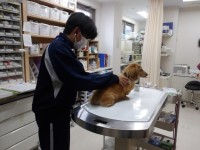 動物病院
