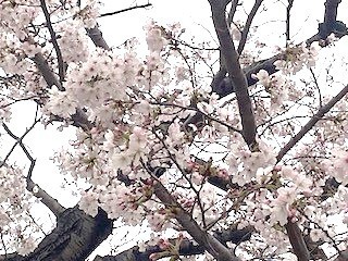 桜アップ