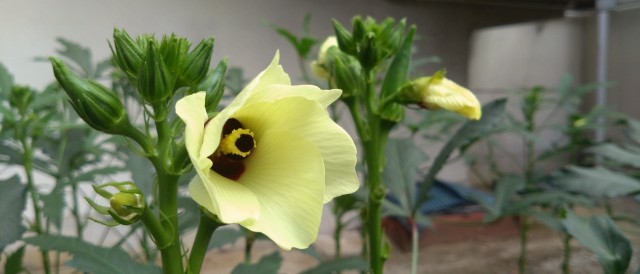 オクラの花