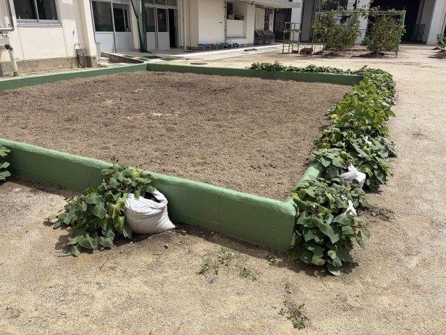 草をすべて撤去した畑