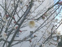 学校の梅の木（白）の様子