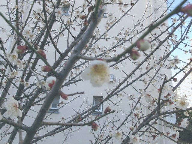 学校の梅の木（白）の様子