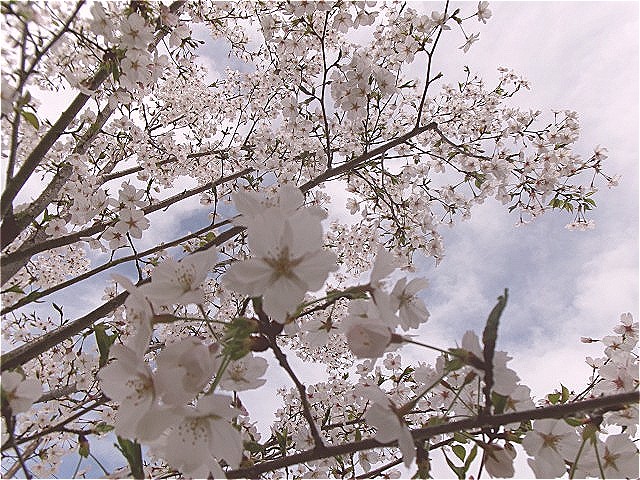 学校の桜の様子