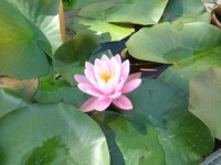 睡蓮の花
