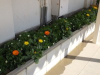 運動場北側の花壇