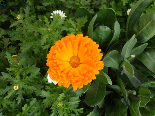 運動場北側の花壇