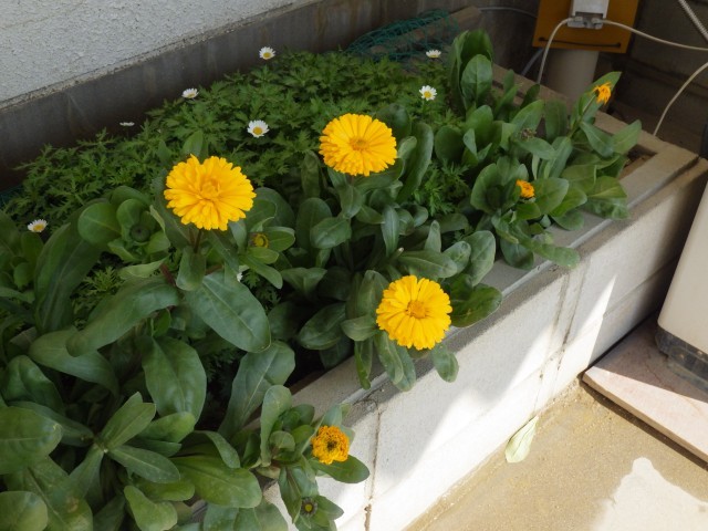 運動場北側の花壇