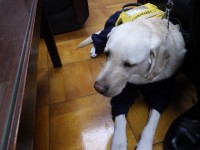 盲導犬　マシュー