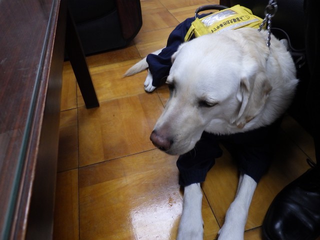 盲導犬　マシュー