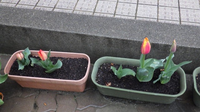 チューリップがきれいに咲きました