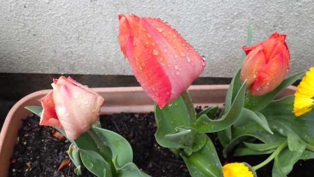 チューリップがきれいに咲きました