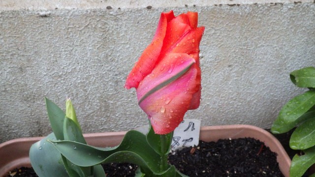 チューリップがきれいに咲きました