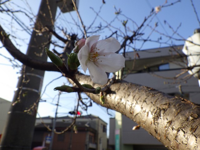 きれいに咲いています