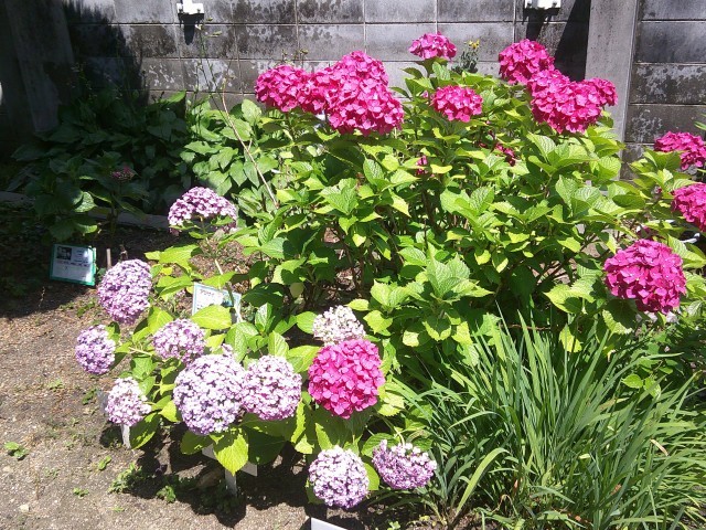 色とりどりの紫陽花