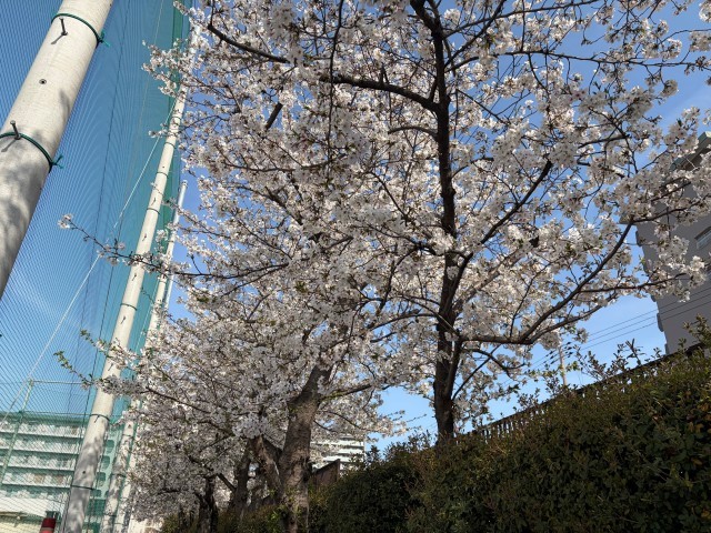 満開の桜